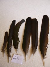 Lot plumes faisan d'occasion  Anet