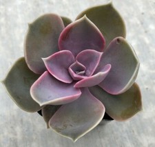 Echeveria perle von for sale  San Marcos