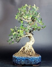 Bonsai olivastro oleastro usato  Cison di Valmarino
