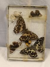 Collection vintage butterflies for sale  SCARBOROUGH