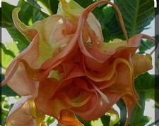 Smart brugmansia angel for sale  Homosassa