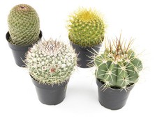 Altman plants assorted for sale  Buffalo