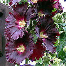 Stockrose alcea 200 gebraucht kaufen  Weinböhla