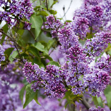 lilac tree for sale lilac tree for sale NEWTOWNARDS