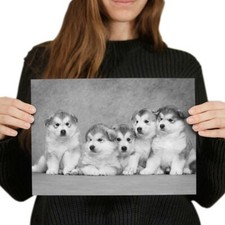 malamute puppies for sale malamute puppies for sale SELBY