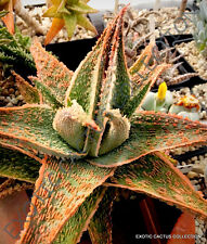 Aloe green sand for sale  Miami