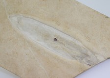 Tintenfisch plesioteuthis pris gebraucht kaufen  Weeze