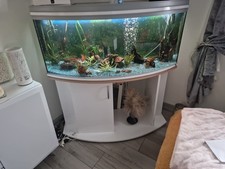4ft aquarium fish for sale  PONTYPOOL
