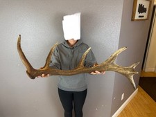 Elk shed antler for sale  Moscow