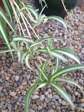 Rooted baby spider for sale  STOCKTON-ON-TEES