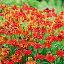 Pack helenium moerheim for sale  UK