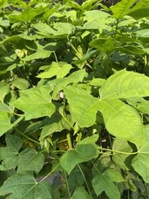 10 estacas de espinafre Havaí Chaya Maya solo vulcânico superalimento Cnidoscolus, usado comprar usado 10 estacas de espinafre Havaí Chaya Maya solo vulcânico superalimento Cnidoscolus, usado comprar usado  Enviando para Brazil