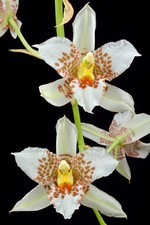 Rhynchostele aptera cordata gebraucht kaufen  Burscheid
