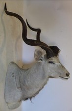 Large huge taxidermy for sale Large huge taxidermy for sale  KINGSWINFORD