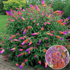 Butterfly bush flower for sale  UK