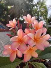 Light pink orange for sale  Ravensdale