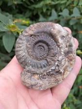 Hildoceras lusitanicum ammonit for sale  REDCAR