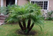 Pygmy date palm for sale  Vero Beach