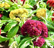 700x cockscomb dwarf for sale  DEWSBURY