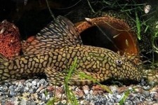 Honeycomb bristlenose pleco for sale  San Diego