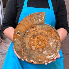 Hermosa muestra mineral de cristal de caracola en rodajas fósil natural de 7,56 lb 2272 segunda mano  Embacar hacia Mexico