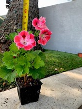 Unique geranium live for sale  San Jose
