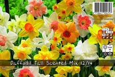 Daffodil bulbs tall for sale  ALCESTER