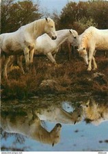 Animaux chevaux camargue d'occasion Animaux chevaux camargue d'occasion  Fruges