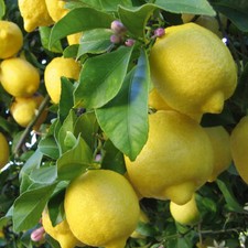 Meyer lemon seeds for sale  Kennett Square