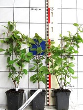 Viburnum farreri schneeball gebraucht kaufen  Bad Bergzabern