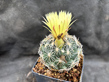 Coryphantha schwartziana vivai usato  Massafra