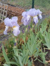 Iris germanica bearded for sale  HARLESTON