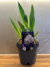 Iris arpege flag for sale  NOTTINGHAM