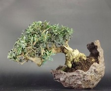 Bonsai olivastro yamadori usato  Venezia