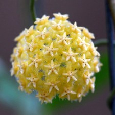 Hoya mindorensis gelb gebraucht kaufen  Nürnberg