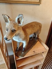 Fuchs holzbrett rotfuchs gebraucht kaufen  Könnern