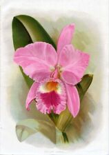 Botanica cattleya labiata usato  Latina