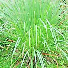 Lemongrass 400 seeds for sale  Greenville