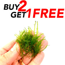 B2g1 snail free for sale  USA