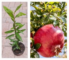 Pomegranate live tree for sale  USA