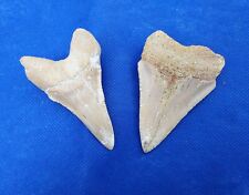 white shark jaws for sale  Jacksonville