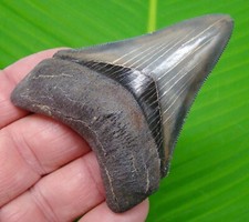 3.13 chubutensis shark for sale  Bradenton