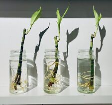 13cm dracaena fragrans for sale  LONDON