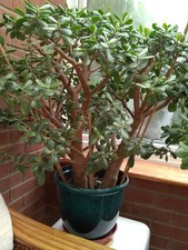 Jade money tree for sale  SOUTHSEA