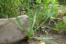 Yucca gloriosa kerzen gebraucht kaufen  Moers