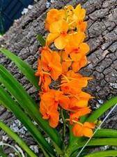 Vanda orange beauty usato  Spedire a Italy