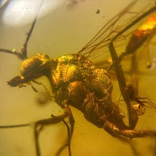 Detailed wasp burmese for sale  GILLINGHAM
