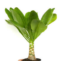 Brighamia insignis rara usato  Napoli
