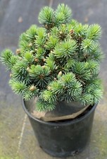 Picea pungens brynek for sale  Mount Pleasant