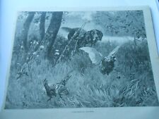 Gravure 1893 faisandeaux d'occasion  La Verpillière